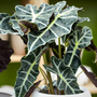 alocasia polly plant has long large leaves with wavy edges