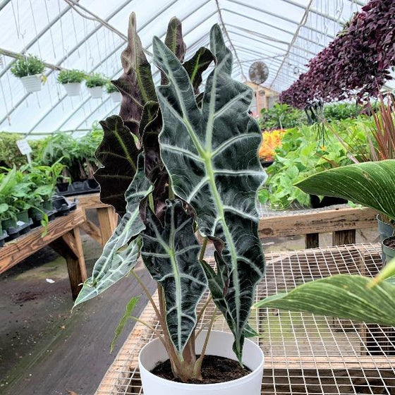 Close-up of the dark leaves of Alocasia Polly showing the whiteish green ridges