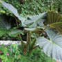 Alocasia Elephant Ear Regal Shields tropical outdoor patio plant