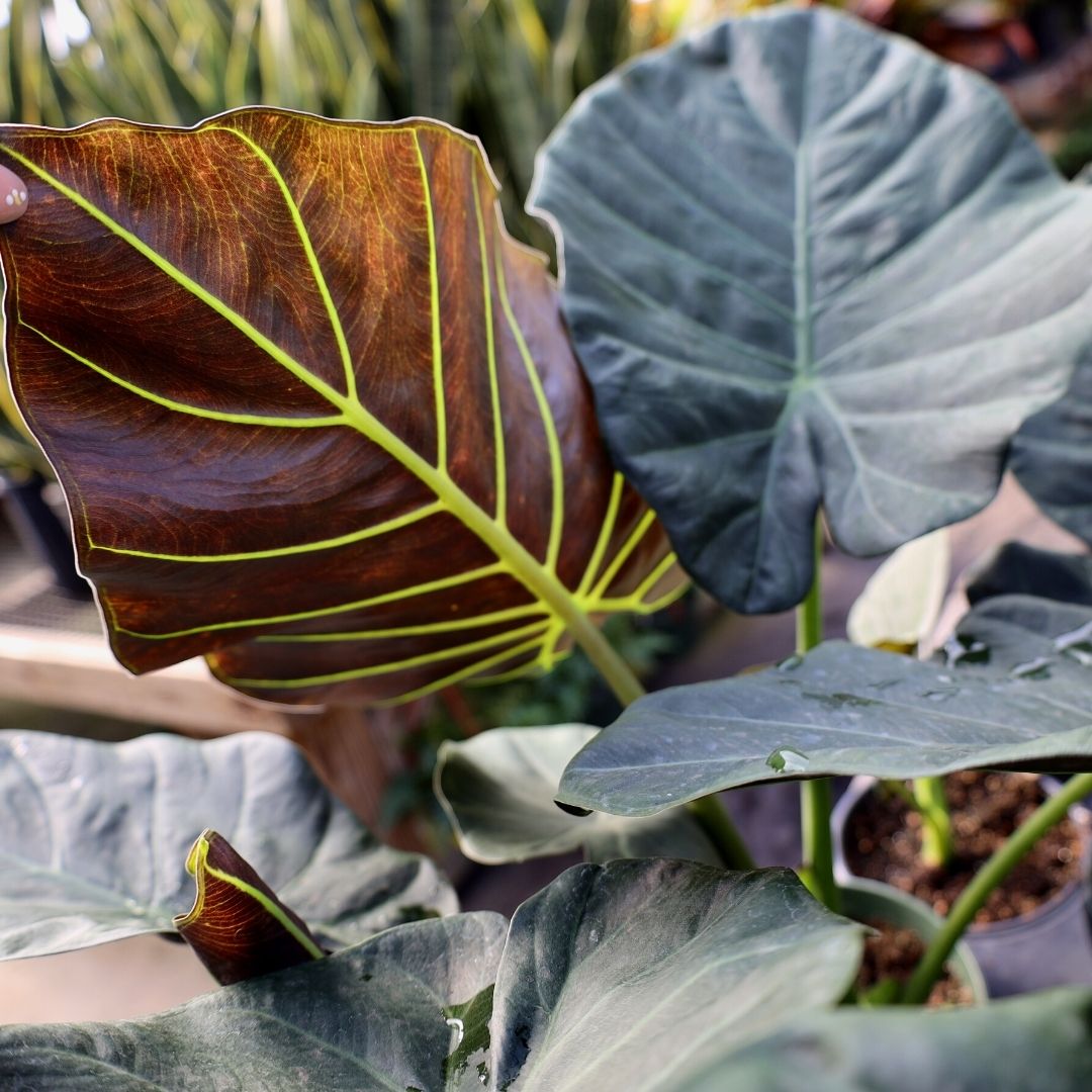 philodendron regal shield Alocasia ‘Regal Shields’ (Regal Shield Elephant Ear)