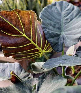 Alocasia Regal Shield