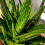 aloe vera plant with long vertical green leaves