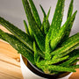The healing sap of Aloe Vera Plants grown at home