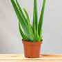 Healing Aloe Vera houseplant 