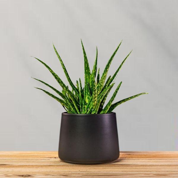 Aloe Vera 4