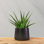 Aloe Vera houseplant in matte black ceramic pot