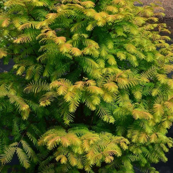 orange yellow and green foliage on the Metasequoia Amber Glow Yucca tree
