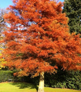 Amber Glow™ Redwood