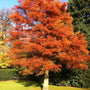 bright red orange foliage on the amber glow dawn redwood tree