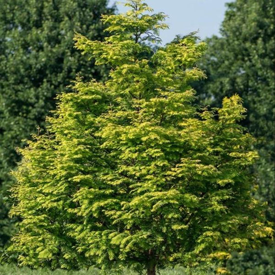 bright green foliage on the evergreen metasequoia amber glow