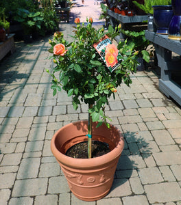 Amber Sunblaze® Miniature Rose – Tree Form
