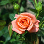 close up view of peachy colored blooms on Amber Sunblaze® Miniature Rose – Tree Form