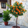 bright orange rose tree