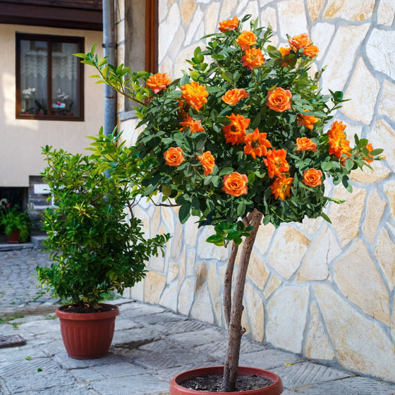 bright orange rose tree