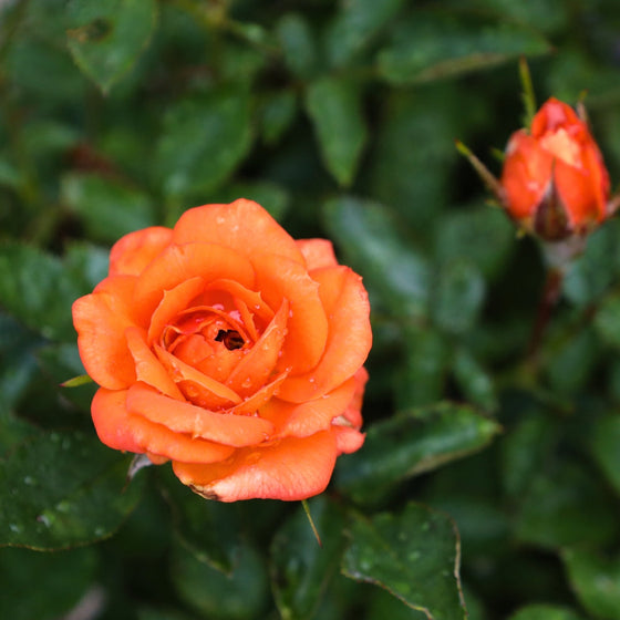 close up of sunblaze amber rose