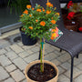 vibrant orange rose tree