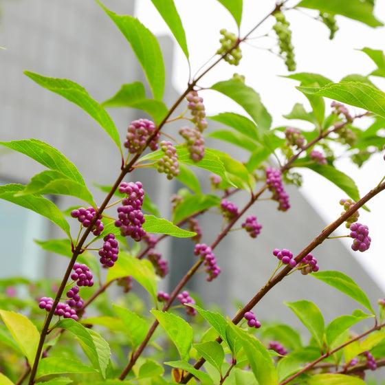 Long arching stems covered in vibrant fuchsia berries of the American Beautyberry bush