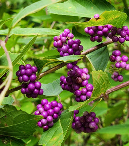 American Beautyberry