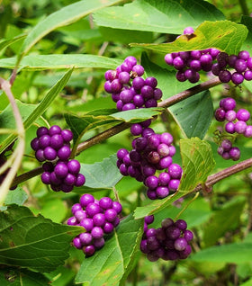 American Beautyberry