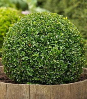 American Boxwood