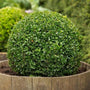 American Boxwoods grown in patio pots