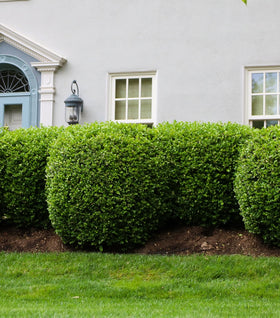 American Boxwood