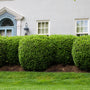 Mature american boxwood shrubs in formal front lawn landscaping