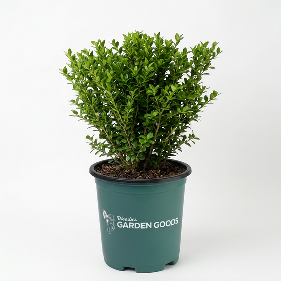 American Boxwood