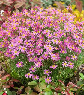 American Dream Coreopsis
