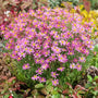 Coreopsis American Dream blooming with rose pink flowers in a pollinator garden