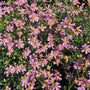 American Dream Coreopsis with pink daisy flowers and yellow centers in a sunny perennial garden
