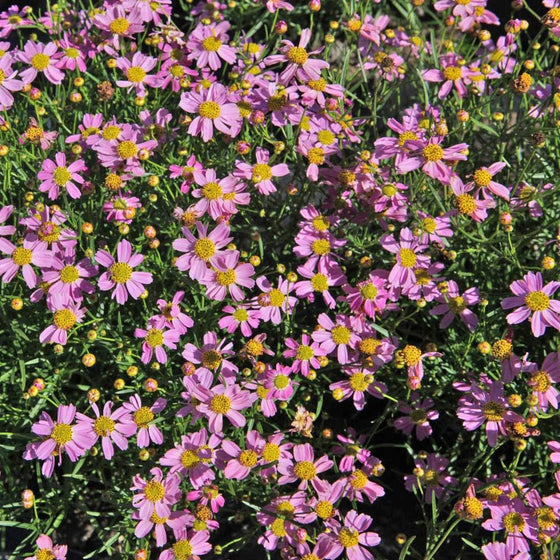 American Dream Coreopsis with pink daisy flowers and yellow centers in a sunny perennial garden
