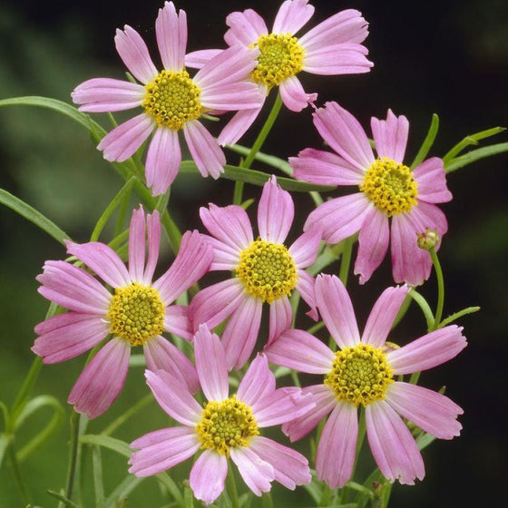 American Dream Tickseed growing in a patio container with summer flowering perennials