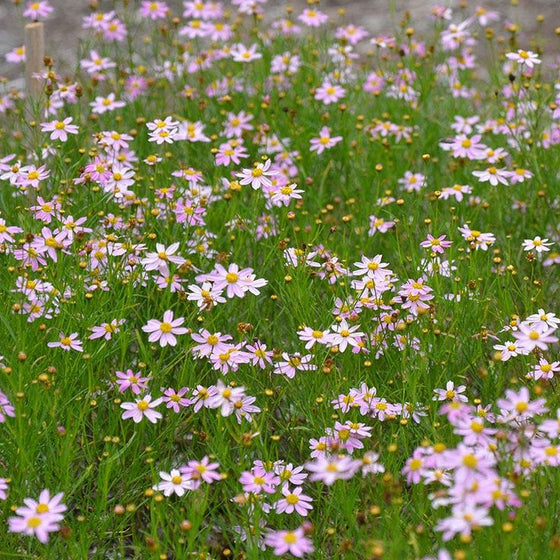 Coreopsis rosea American Dream with fine green foliage and pink summer blooms