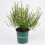 American Dream Coreopsis with pink daisy flowers and yellow centers in a sunny perennial garden