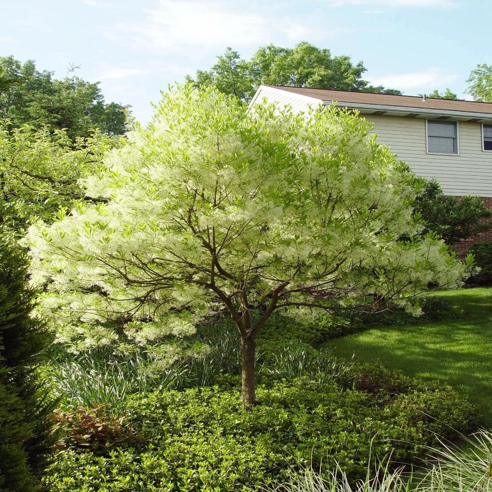 American Fringe Trees for Sale Garden Goods Direct