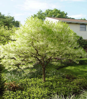 American Fringe Tree