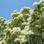 With a flash of puffy divine white color the shows up on the leaves on a american fringe