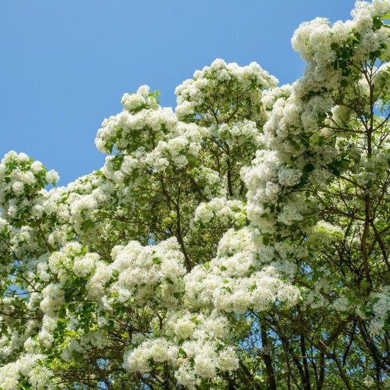 American Fringe Trees for Sale Garden Goods Direct