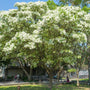American Fringe Trees in full bloom