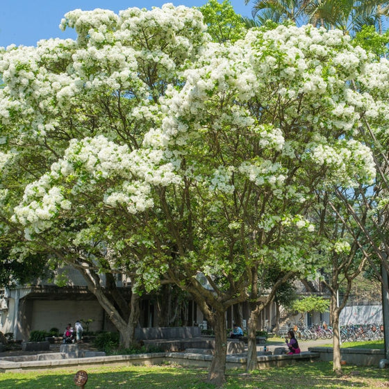 American Fringe Trees for Sale Garden Goods Direct