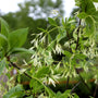 Close-up view of American Fringe Trees white flowers