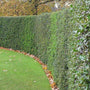 American Holly Trees being used as a privacy hedge for backyard landscape