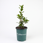 A small potted green shrub with glossy leaves in a dark green nursery pot branded 'Disney's Garden Goods', photographed against a seamless white background.