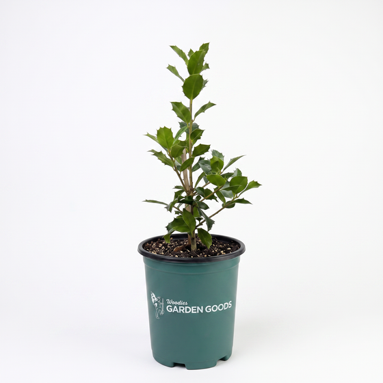 A small potted green shrub with glossy leaves in a dark green nursery pot branded 'Disney's Garden Goods', photographed against a seamless white background.