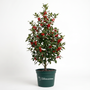 American Holly