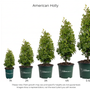 American Holly