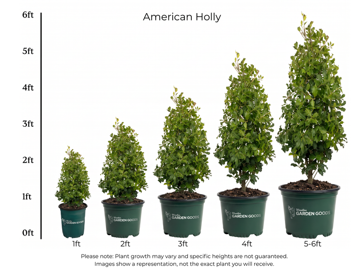 American Holly