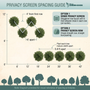 Privacy screen spacing guide diagram from Garden Goods showing tree spacing options, with labeled measurements, row layouts, and tree silhouette examples on a light beige background.