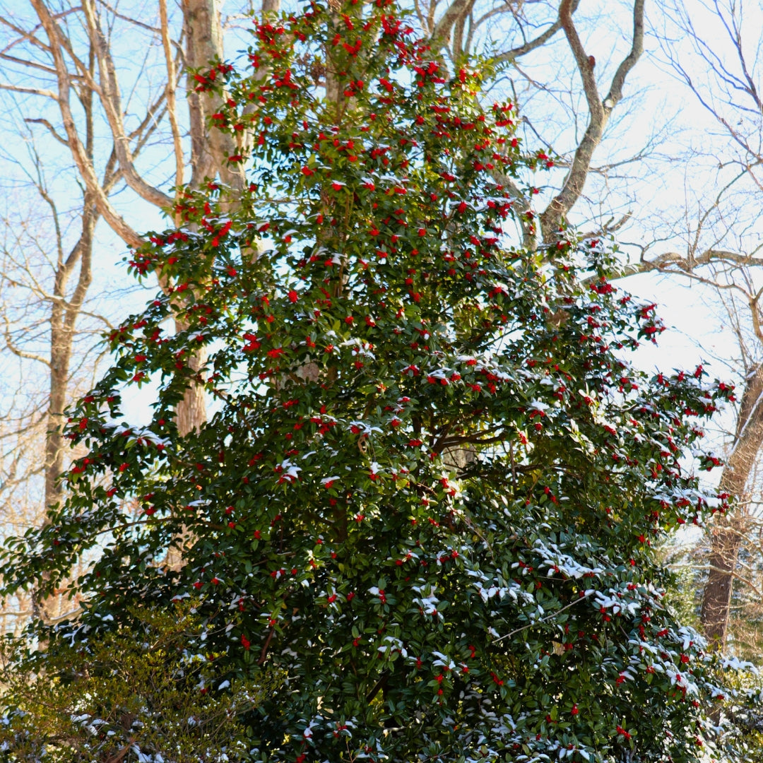 are holly trees worth money American Holly